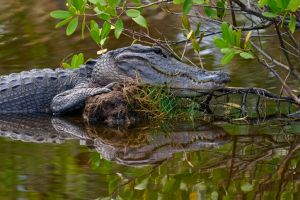 American Alligator (Alligator mississippiensis), in water, Florida, USA, North America