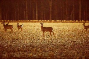 White tailed deer eat in a harvested cornfield in February at the Bean Blossom Bottoms