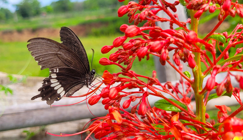 Butterfly and flowers