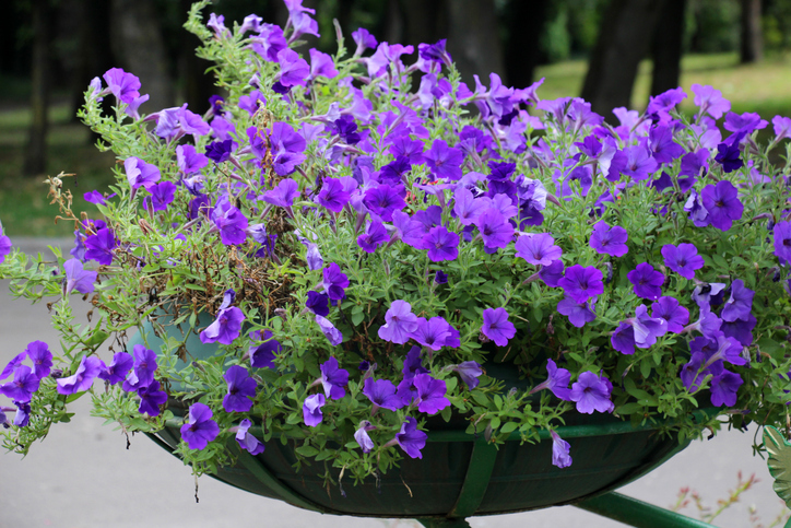 Surfinia blooms in the flower garden