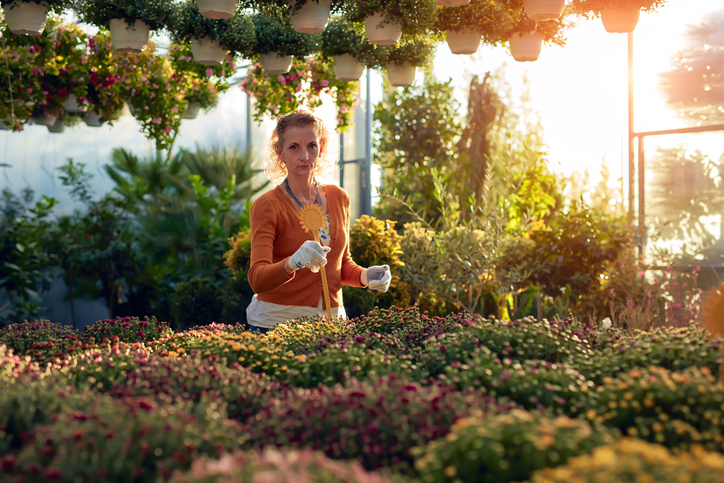 Woman working in a flower nursery greenhouse, taking care of plants and preparing it for selling.
