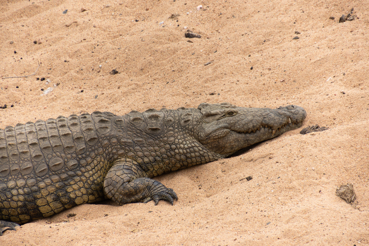 Brothers get into fight over missing crocodile.