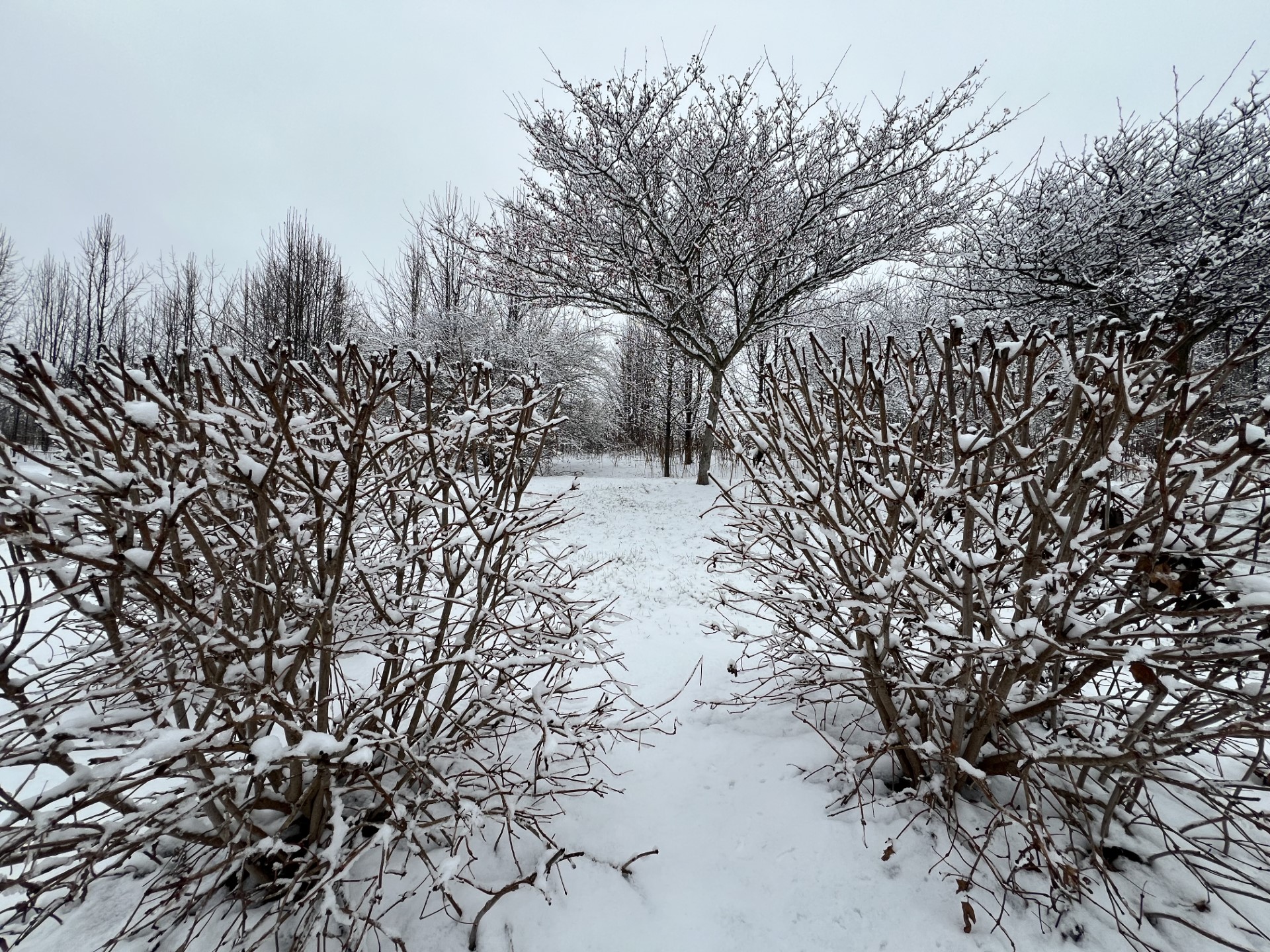 Generic snow picture 1