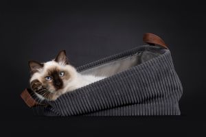 Ragdoll cat on black background