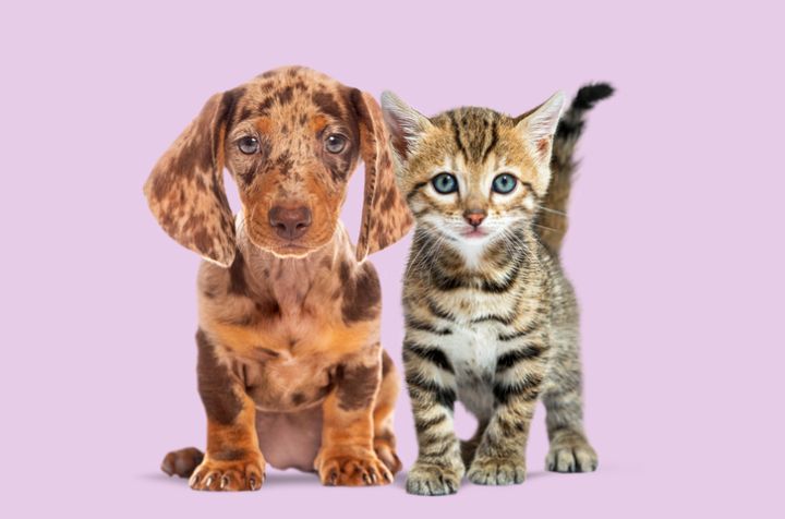 Pets - $36,626