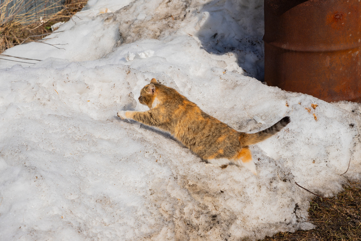 It's cold outside, check on your neighbors and take care of your pets