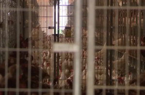 Bird flu in Jackson County