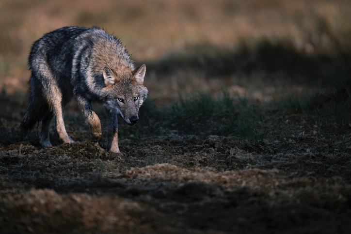 They're trying to stir up that lone wolf