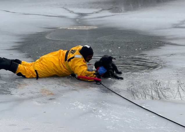 Dog Rescued from Pond