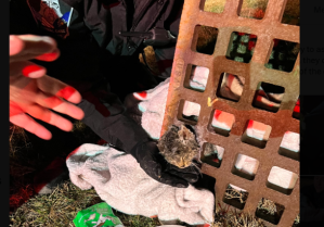 Kitten Stuck in Sewer