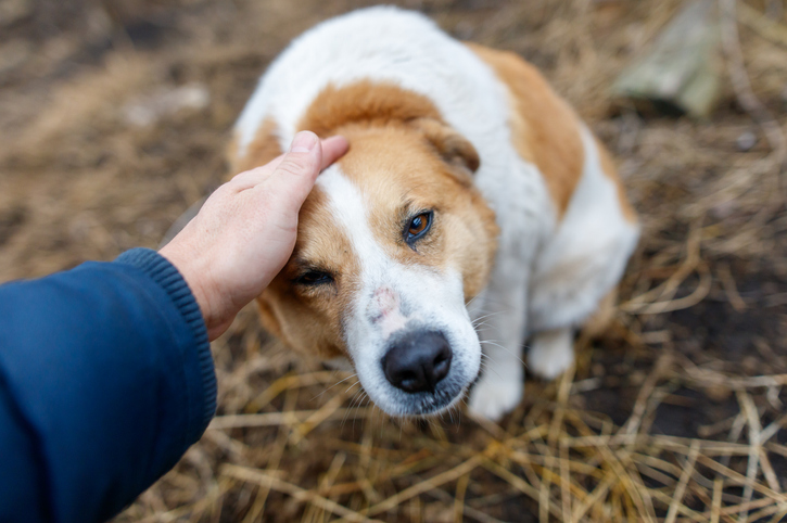 A dog is sitting on the ground and looking up at a person's hand