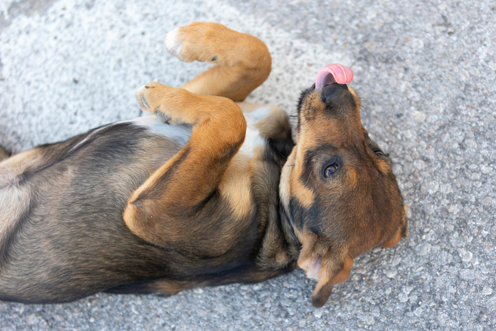 Indy mayor to find another person to lead Animal Care Services