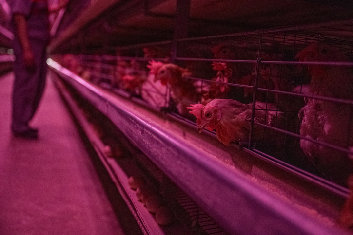 Automated chicken coop under purple light