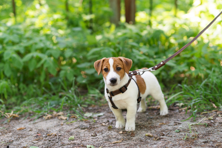 Adorable Jack Russell Terrier dog in a brown dog harness walking on the green grass in the park on a sunny day. Concept of protecting dogs from ticks