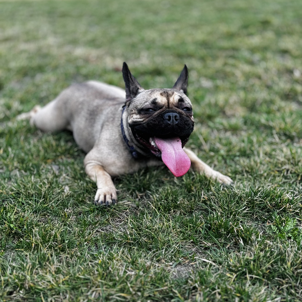 French Bulldog