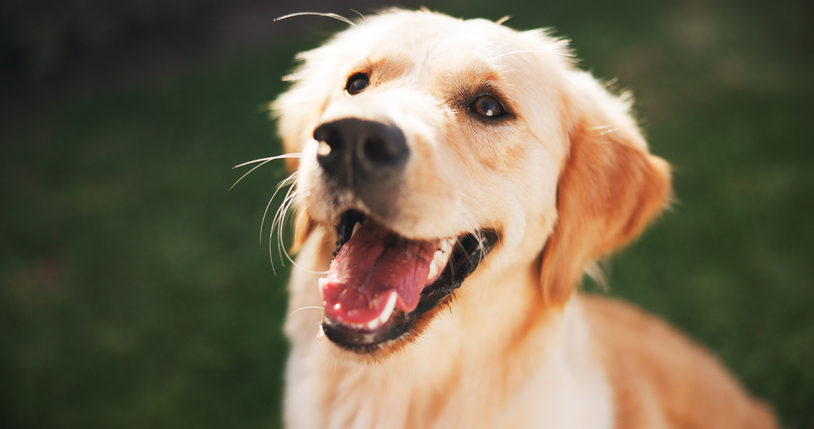 Happy dog, face and golden retriever with park for game, play or fetch on grass field in backyard. Labrador, animal or pet and companion with fluffy ears or fur waiting for fun outdoor activity