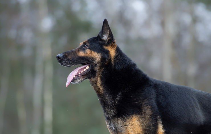 German Shepherd