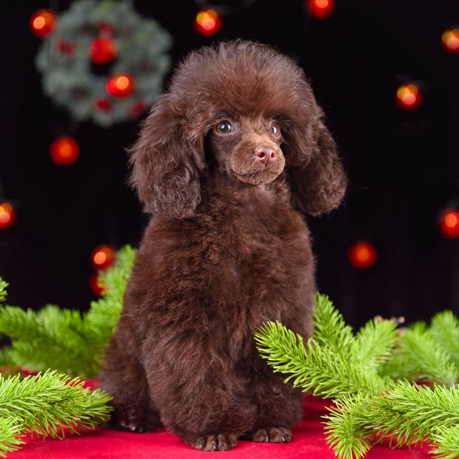 Studio shot of cute toy poodle puppy