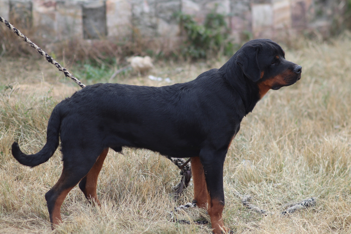 Rottweiler dog