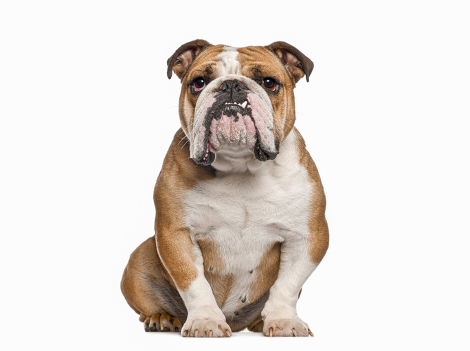 English bulldog sitting and looking at camera on white background