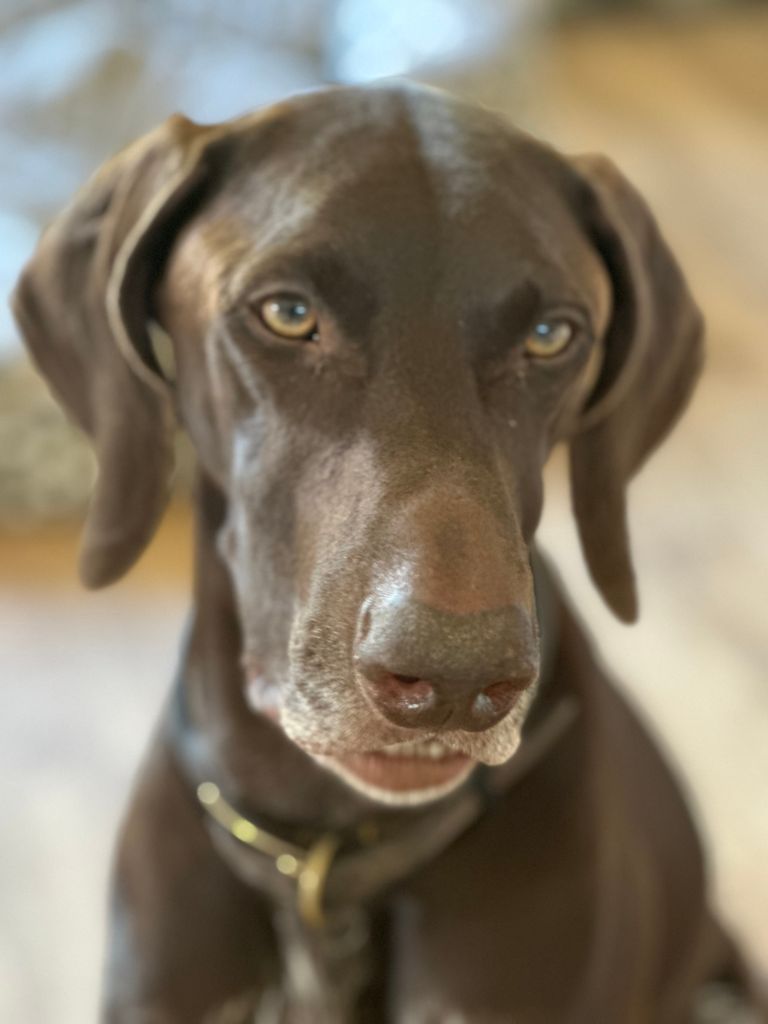 German Shorthaired Pointer