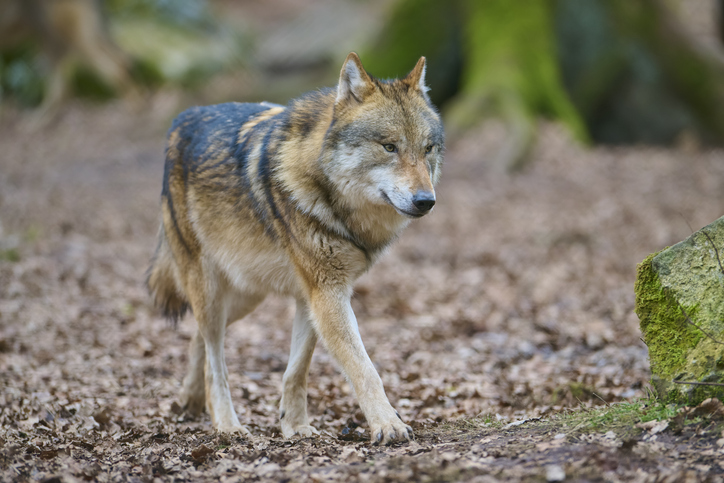 MSM calling for a lone wolf