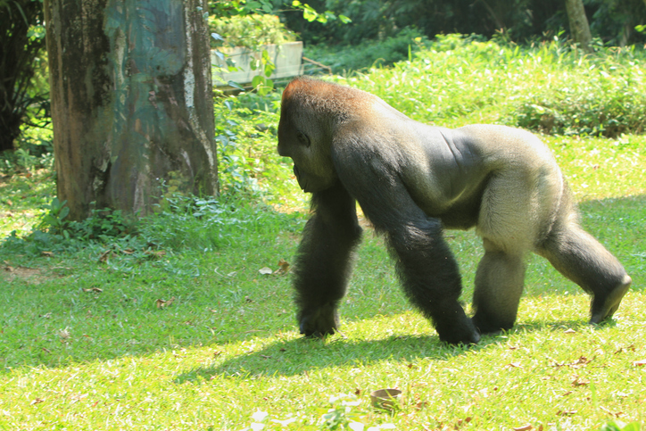 Gorilla
