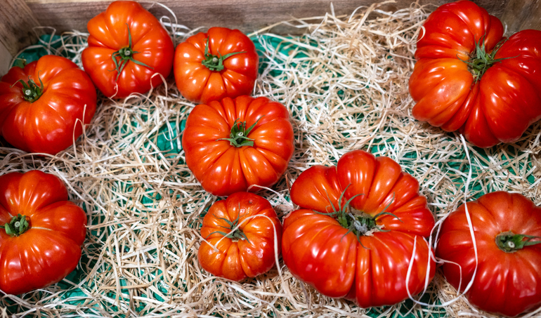 Bright Red Tomatoes