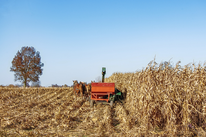 Corn picker and horses in Autumn