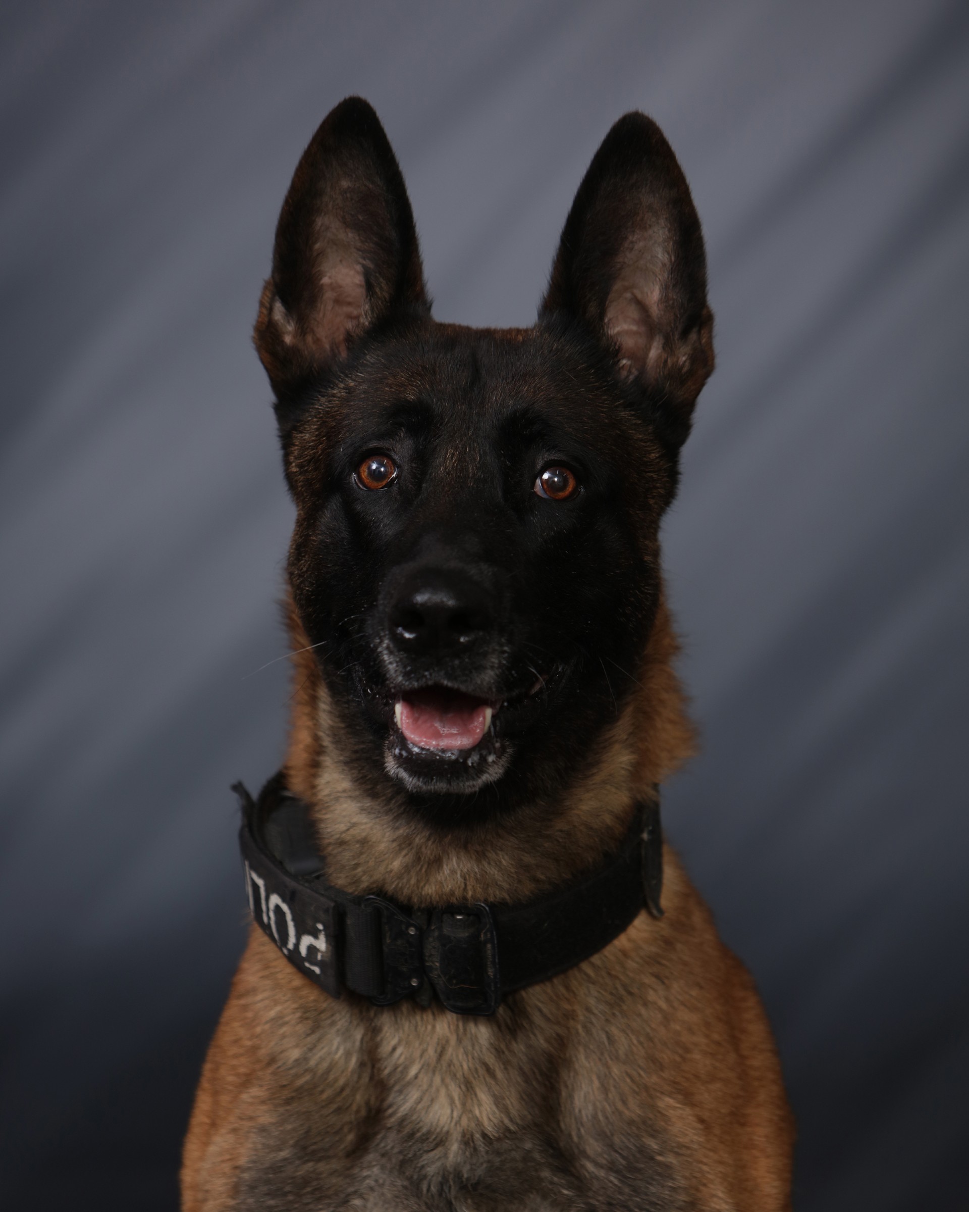 K9 Ace