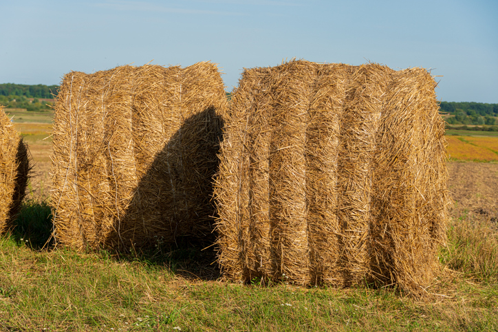 Golden hay bales are arranged neatly in a field, surrounded by open farmland and clear skies, showcasing the harvest season