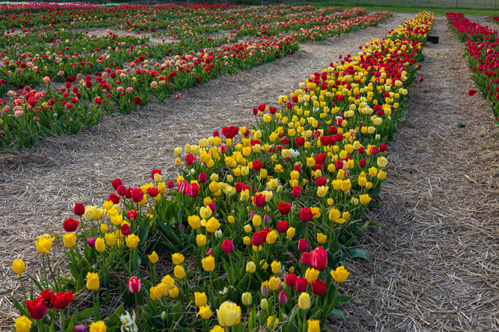 A beautiful field displays blooming tulips in various colors, showcasing the vibrant hues of spring in an outdoor setting full of life