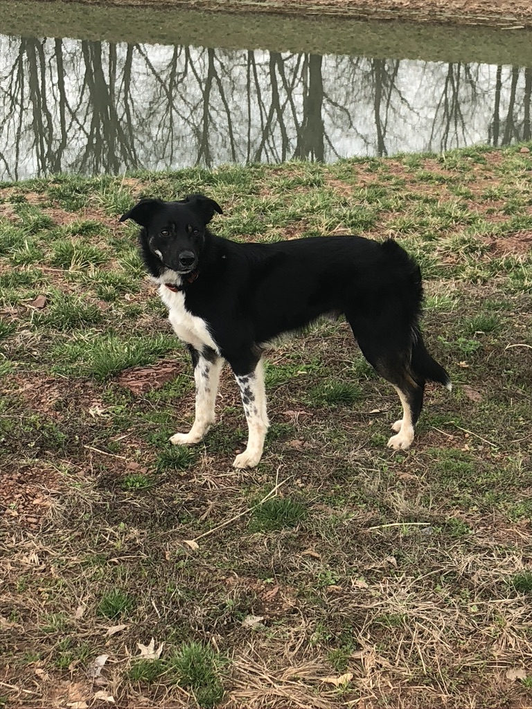 Bear Border Collie