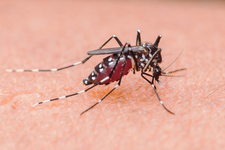Asian tiger mosquito sucking blood from human skin