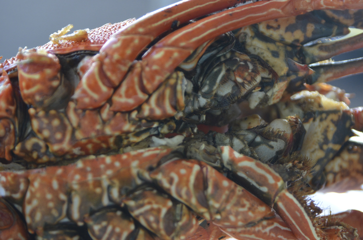 Close up of lobster