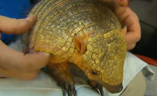Armadillos in Indiana