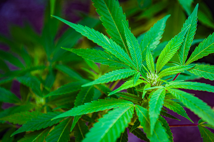 Cannibis Leaves and Flower