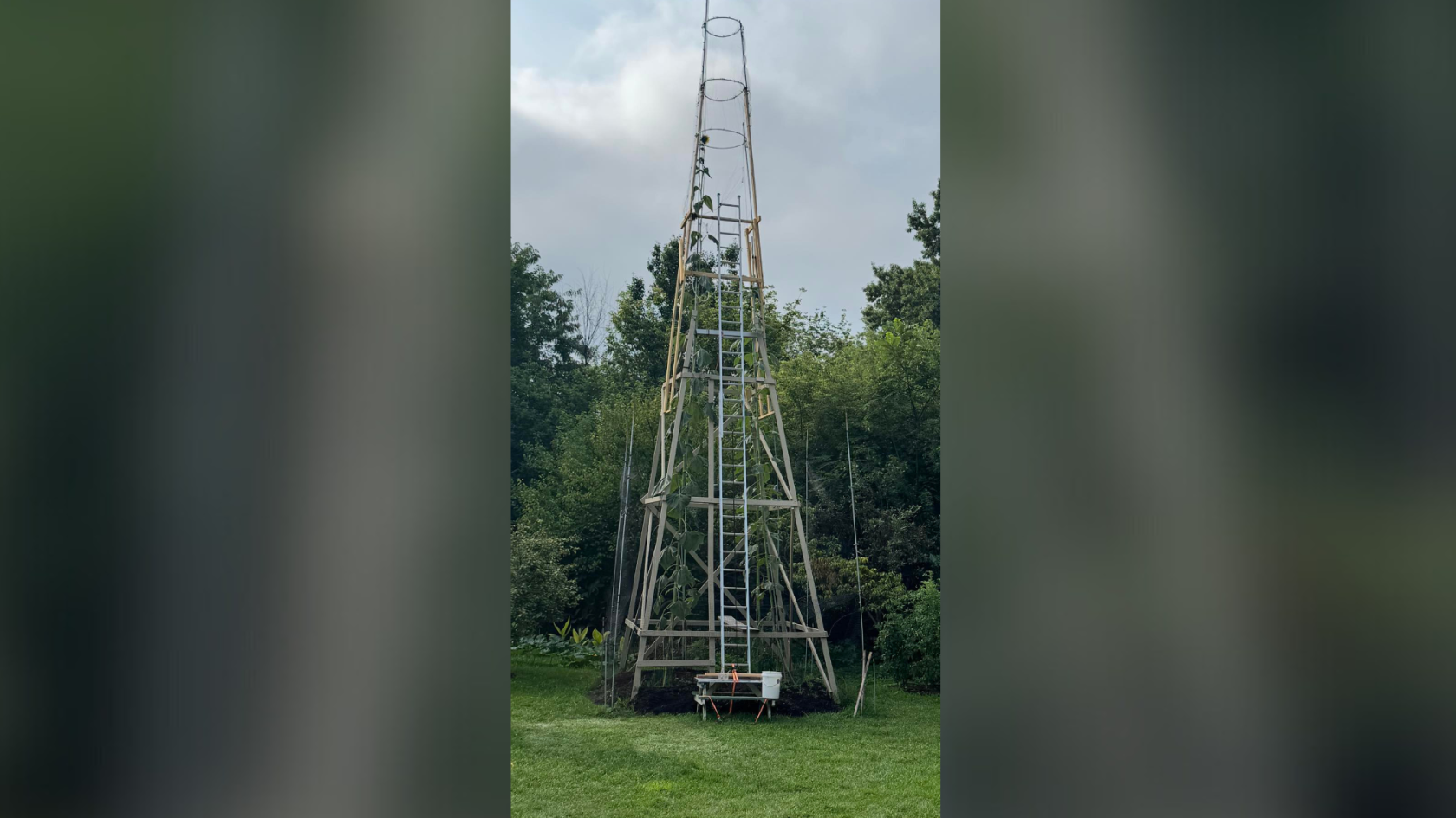 Fort Wayne Man Inches Toward National Tallest Sunflower Record