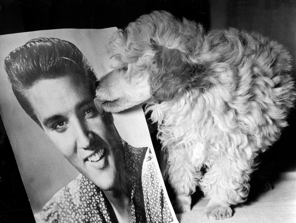 Teddy Bear licks a picture of Elvis - October 1960