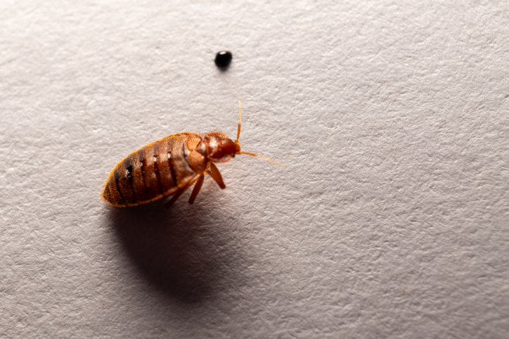 Household pest - Dead bedbug and white background