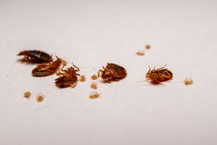 Dead bedbugs and white background