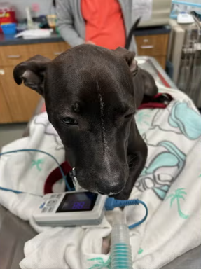 Puppy Recovering