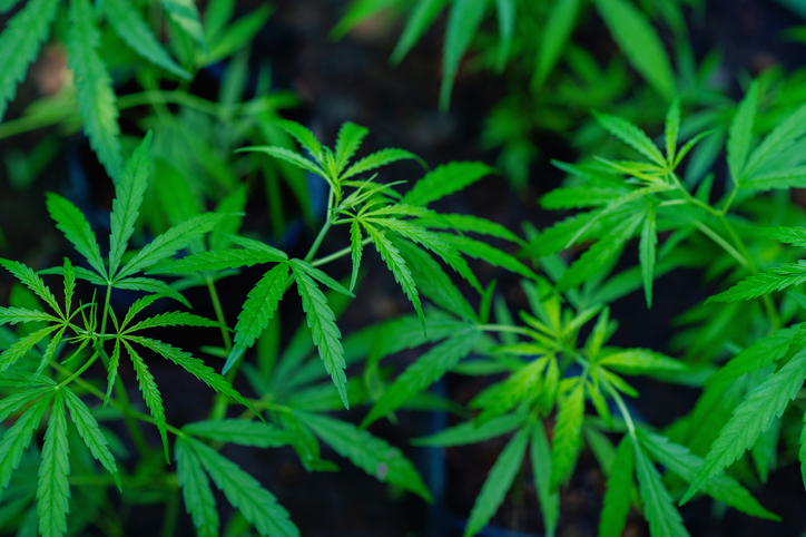 Growing Cannabis Plants, Therapeutic Cannabis Cultivation, Cannabis Industry and Farming, Green Leaves
