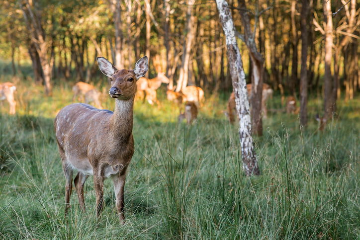Portrait. Deer in its natural habitat, in the forest on a private eco-farm. Animal husbandry. Love for animals.