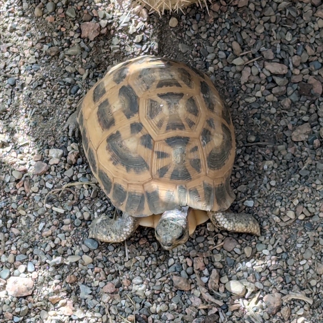 Egyptian Tortoise