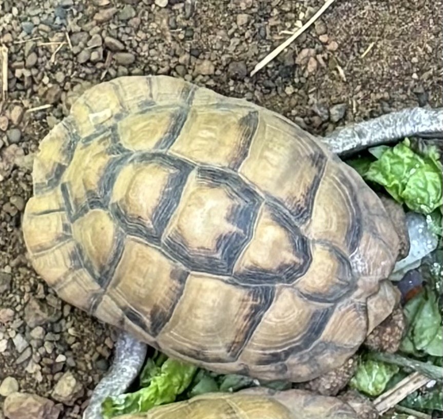 Northern Spider Tortoise