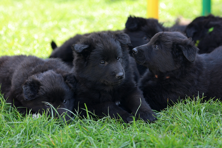 Groenendael Belgian sheepdog puppy is posing for the camera outdoors