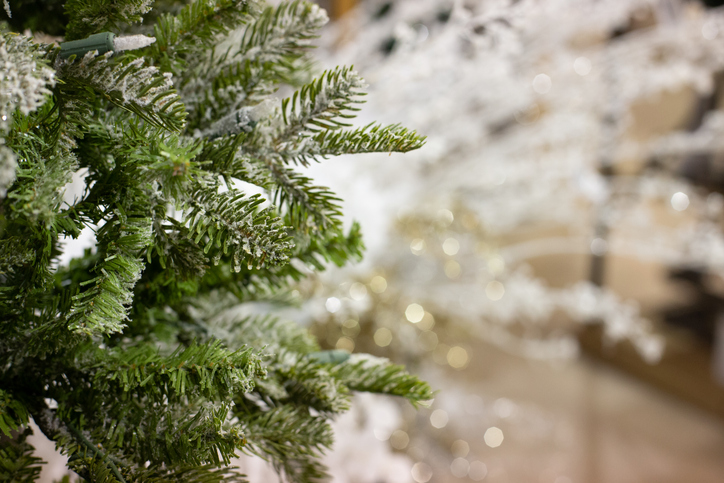 A closeup of an undecorated Christmas tree