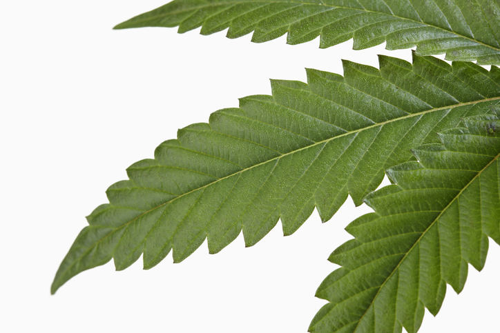 Close up of marijuana leaf