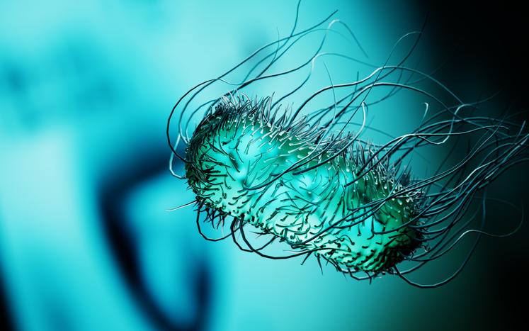 E.Coli Bacteria Microscopic